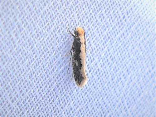 Réf. 309 982 : Monopis crocicapitella